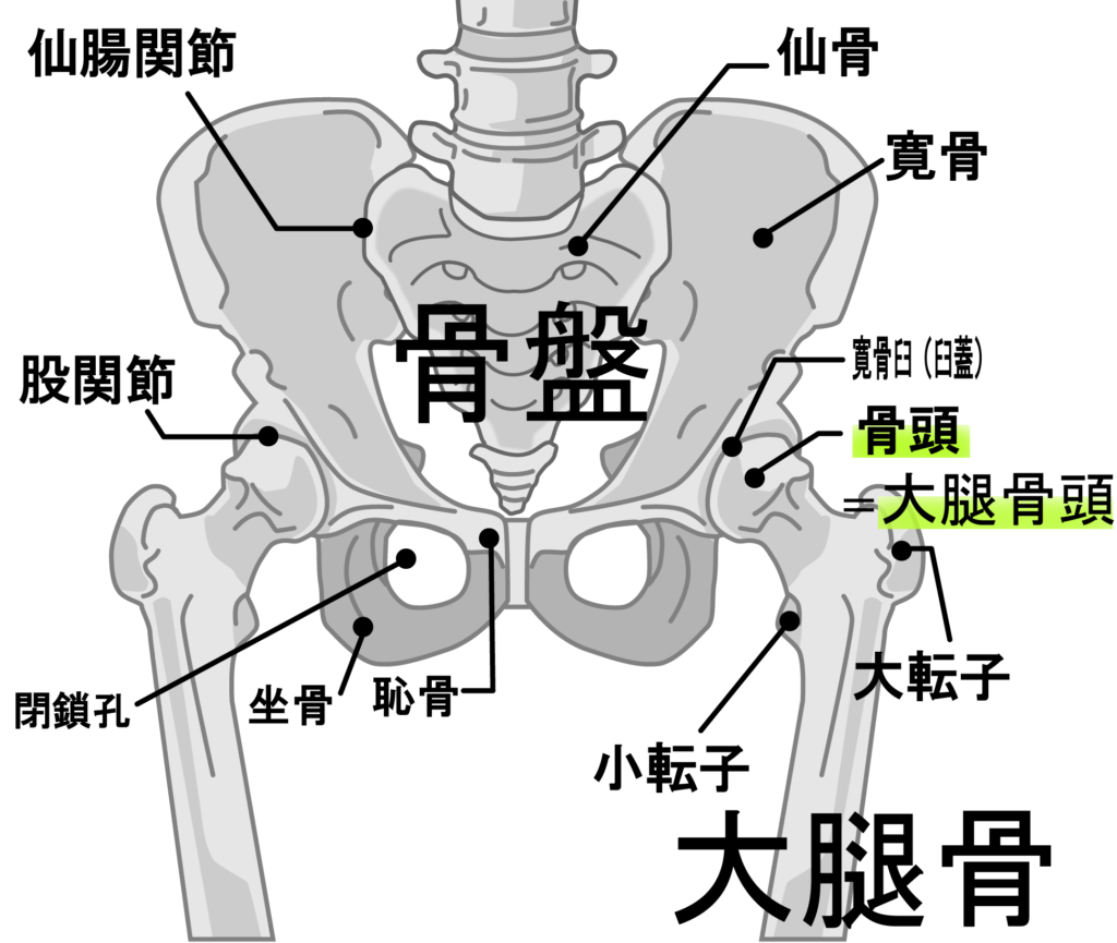 大腿骨の図説
