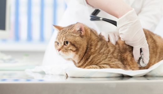 多くの猫の命を奪う腎臓病。猫の腎臓病とは？診断・原因・予防まで