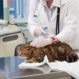 猫の腎臓病。あなたができるたったひとつの予防法はワクチンを知ること